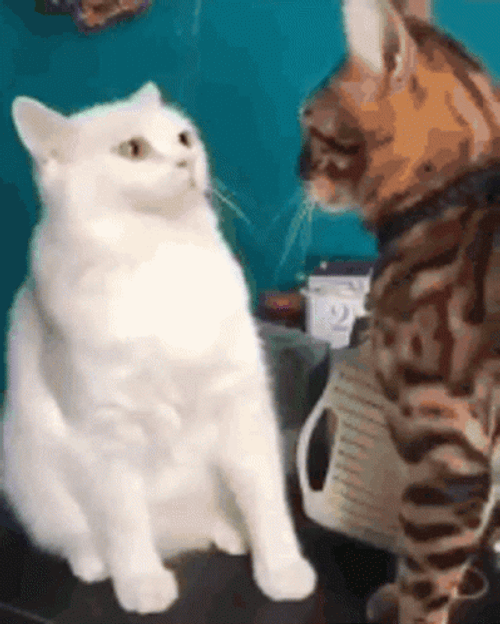 Angry White Cat Fight Scratch Attack GIF