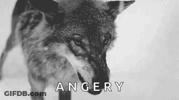Angry Wolf In Black And White GIF