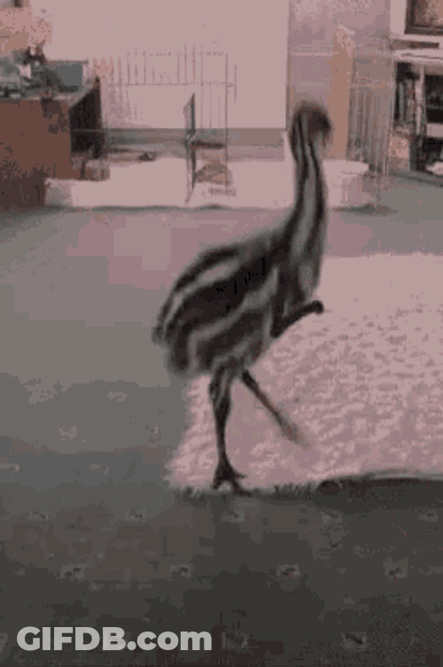 Animal Funny GIF