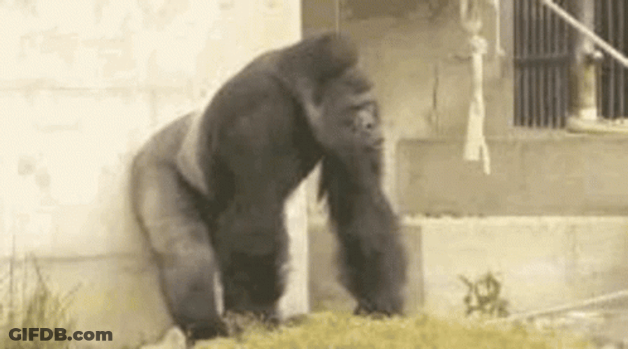 Animal Gorilla Pounding Chest GIF