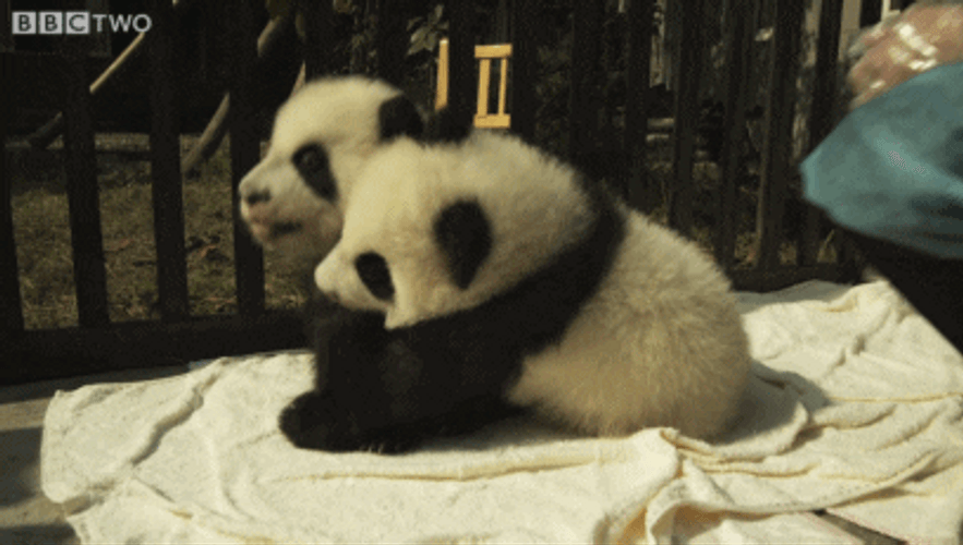 Animal Hug Baby Panda GIF