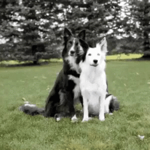 Animal Hug Border Collie Cute Picture GIF