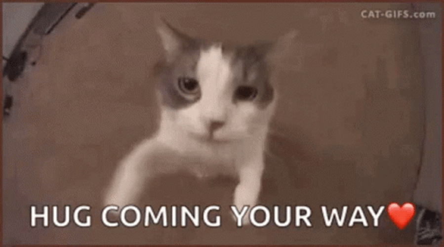 Animal Hug Cat Coming Your Way GIF