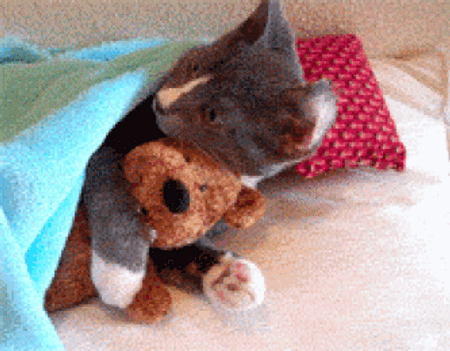 Animal Hug Cat Cuddle Teddy Bear GIF