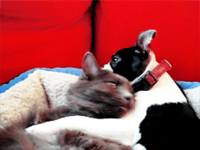 Animal Hug Cat Dog Sweet Love GIF