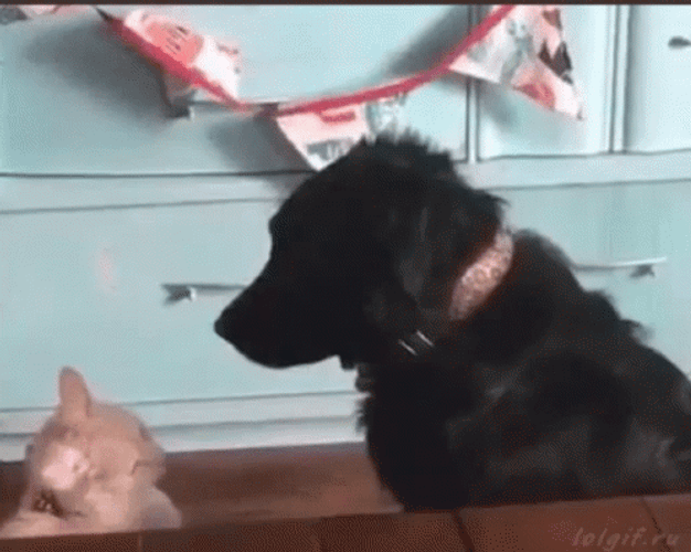 Animal Hug Cat Hugging Dog GIF