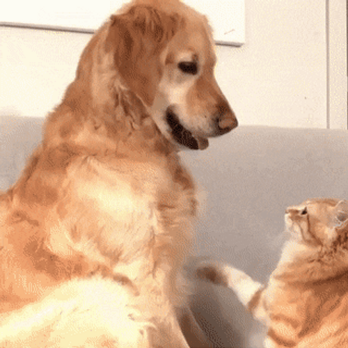 Animal Hug Cat Wanna Hug Dog GIF