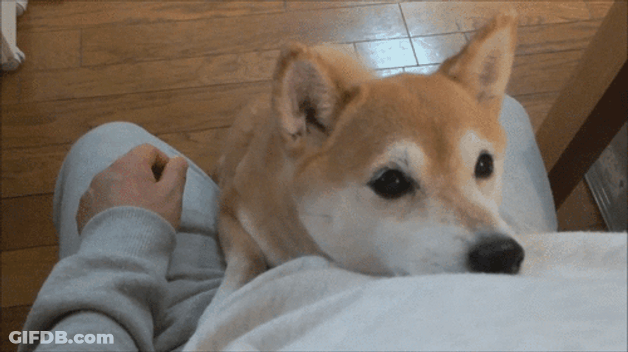 Animal Hug Cute Dog Cuddle GIF