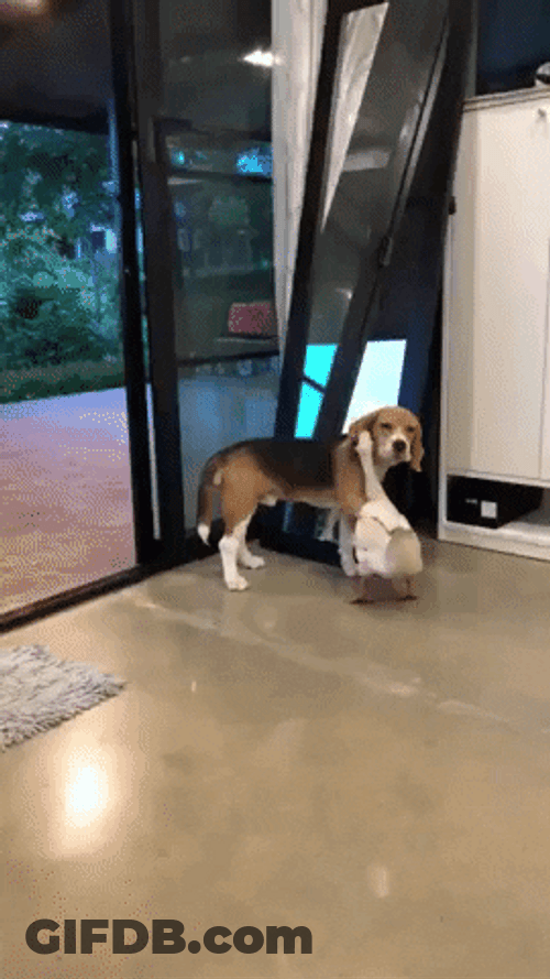 Animal Hug Dog And Goose GIF