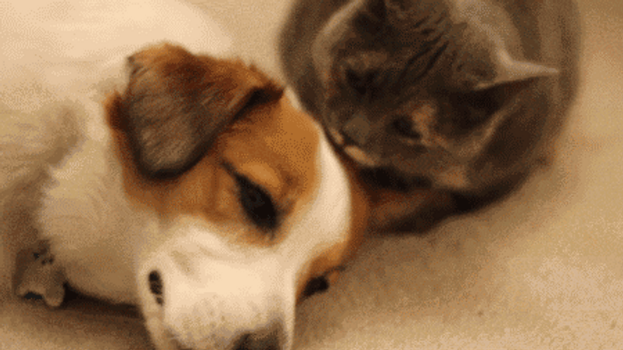 Animal Hug Dog Cat Licking GIF
