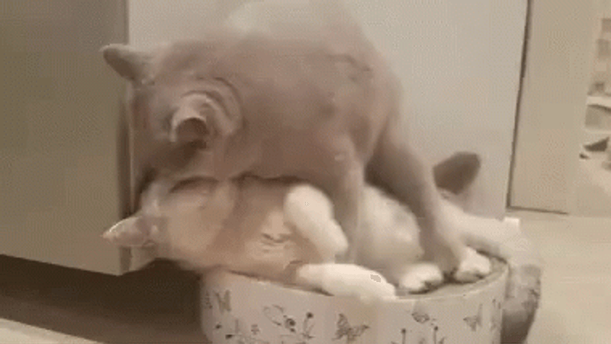 Animal Hug Funny Cat Love Kiss GIF