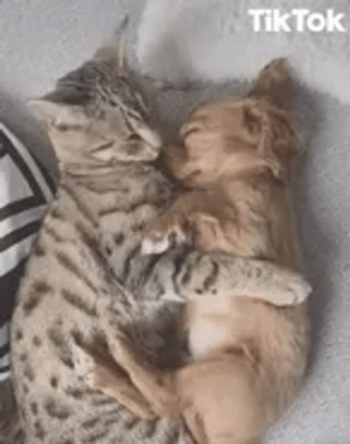 Animal Hug Kiss Together Cat Couple GIF
