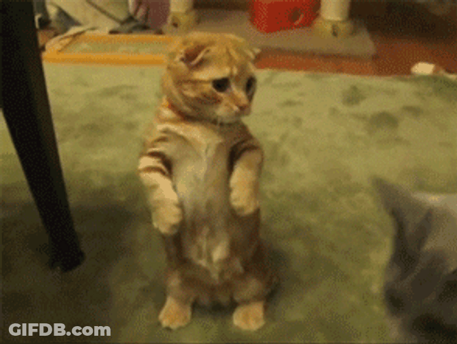 Animal Hug Kitten Wants Attention GIF