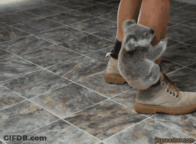Animal Hug Koala In Person's Legs GIF