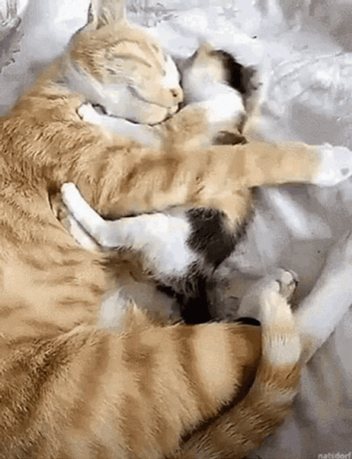 Animal Hug Loving Baby Mother And Cat GIF