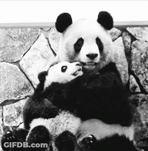 Animal Hug Mom Baby Panda GIF