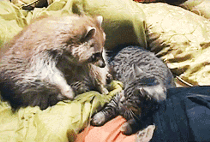 Animal Hug Raccoon Kiss Kitten GIF