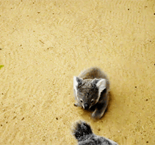 Animal Hug Run Sweet Koala GIF