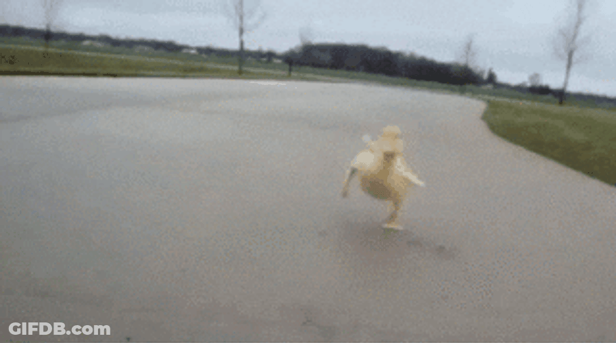 Animal Hug Running Duck GIF