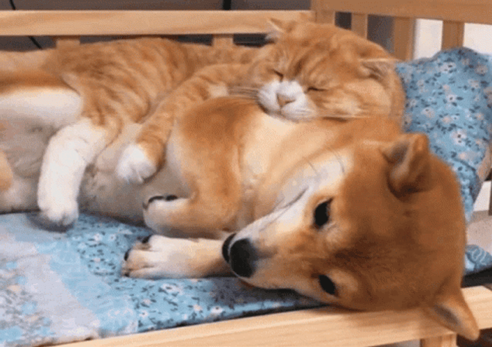 Animal Hug Shiba Inu Cat Dog Sleeping GIF