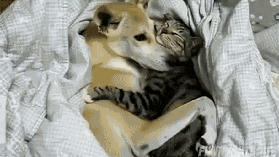 Animal Hug Spooning Cat Dog GIF
