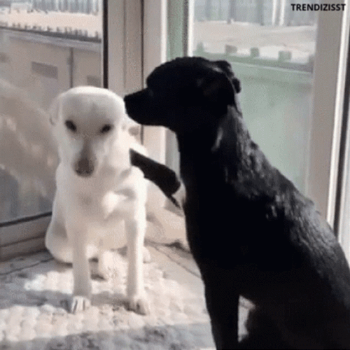 Animal Hug Sweet Black And White Dog GIF