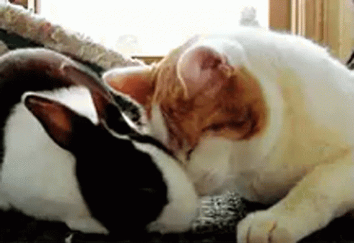 Animal Hug Sweet Cute Cat Rabbit Cuddle GIF
