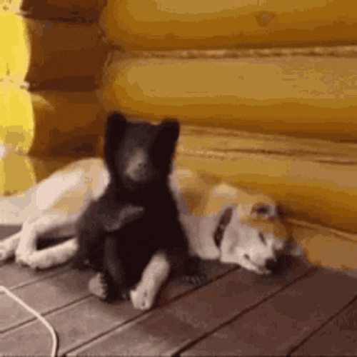 Animal Hug Sweet Doggy Mates GIF