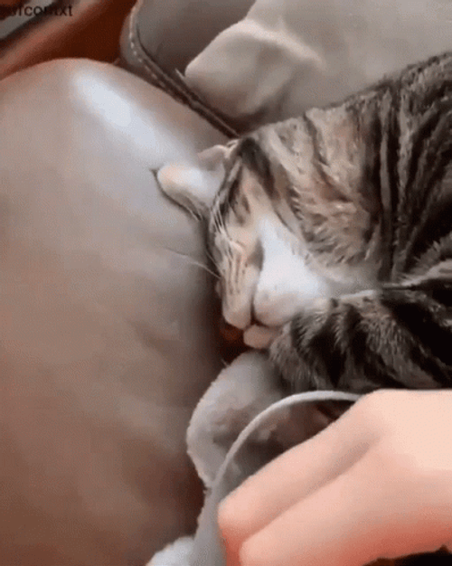 Animal Hug Tired Cat Cuddle Hand GIF