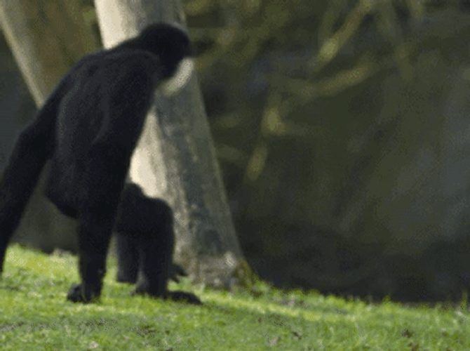 Animal Hugging Monkeys GIF