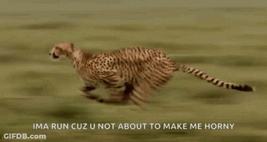 Animal On Earth Cheetah Running Fast GIF