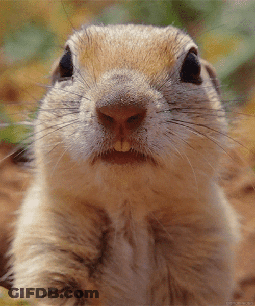 Animal Rodent Prairie Dog GIF