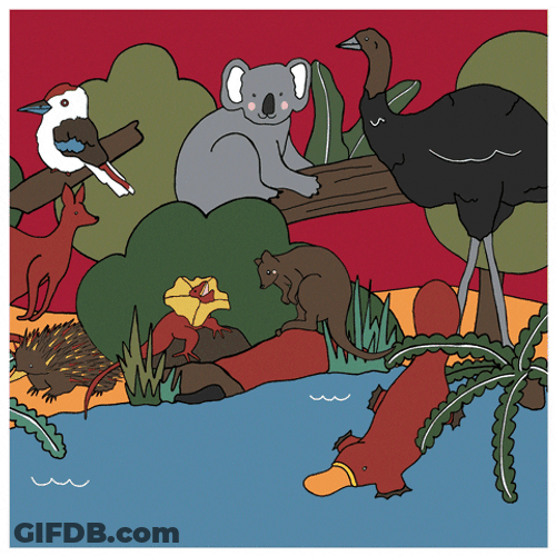 Animals Including Platypus GIF
