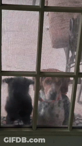 Animals Looking Out Screen Door GIF