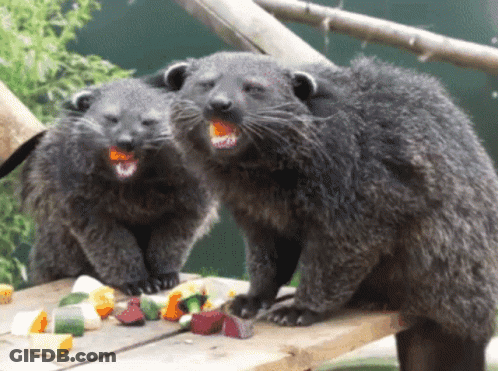 Animals Sitting On Wooden Table With Food In Mouths GIF