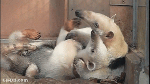 Animals Stacked On Rock GIF