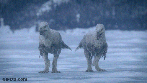 Animals Standing In Snow With Feet Up GIF