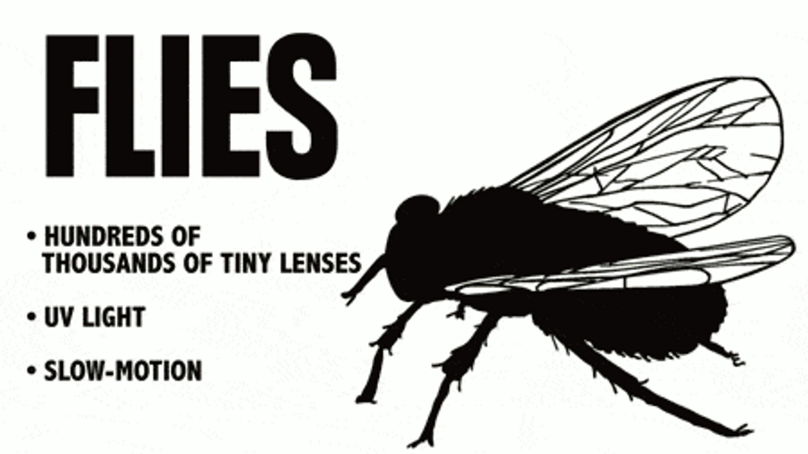 Animals Versus Human Vision Facts GIF