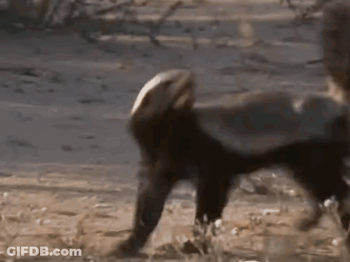 Animals Walking In Dirt GIF