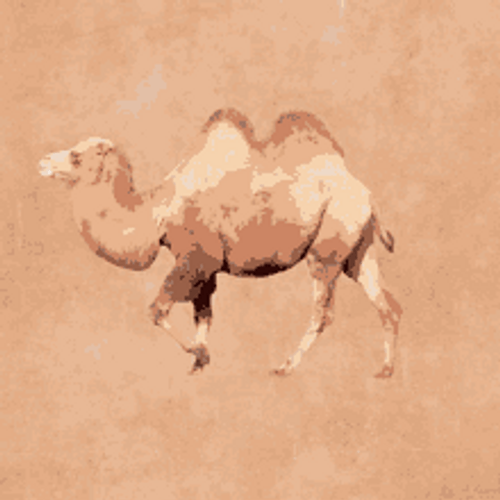 Animated Art Hump Day Camel GIF
