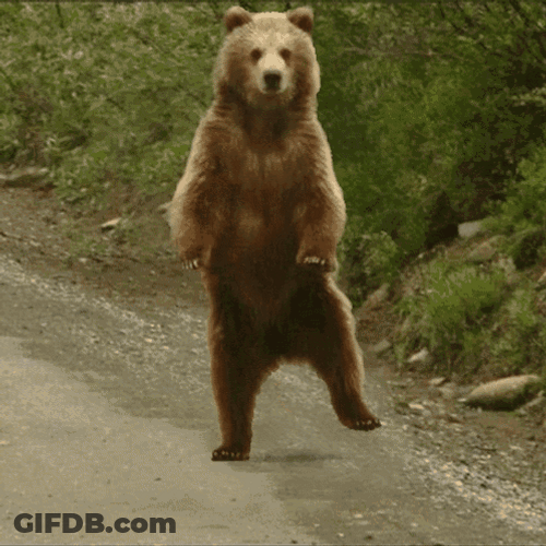 Animated Bear Dancing GIF