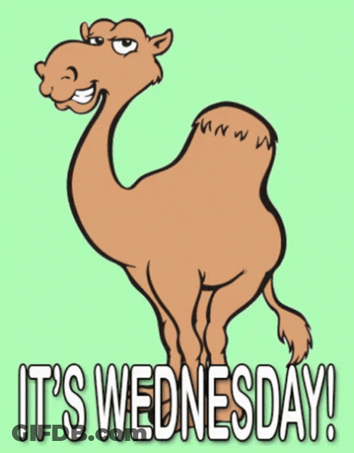 Animated Blessed Wednesday Camel GIF