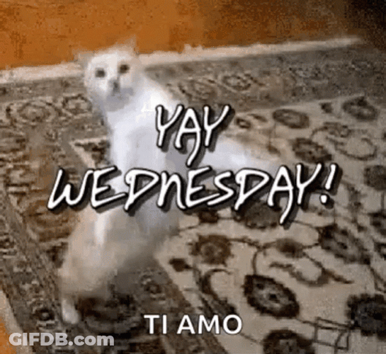 Animated Blessed Wednesday Dancing Cat GIF