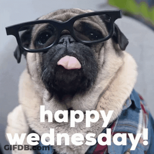 Animated Blessed Wednesday Pug GIF