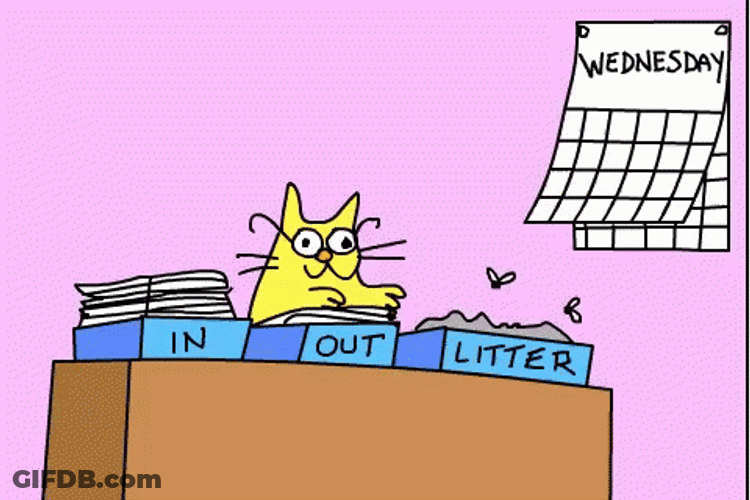 Animated Blessed Wednesday Yellow Cat GIF