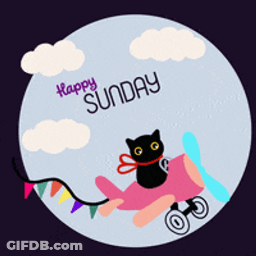 Animated Cat On Plane Happy Sunday Graphic Image GIF