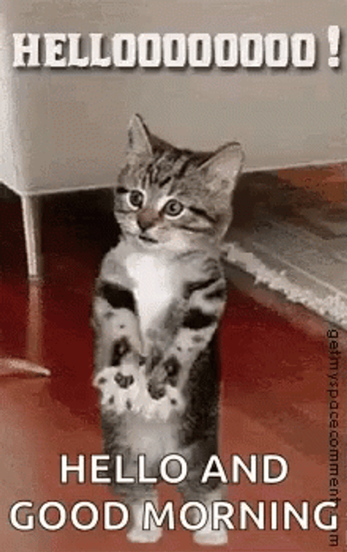 Animated Cat Waving Good Morning Team GIF