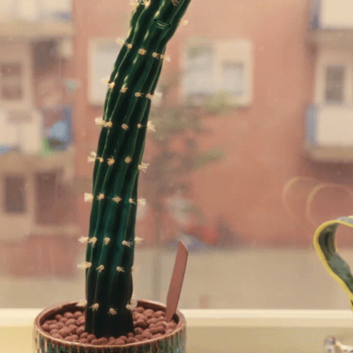 Animated Cereus Jamacaru Plant GIF