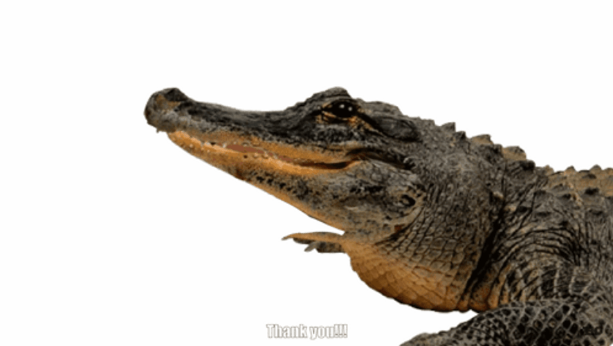 Animated Crocodile Meme GIF