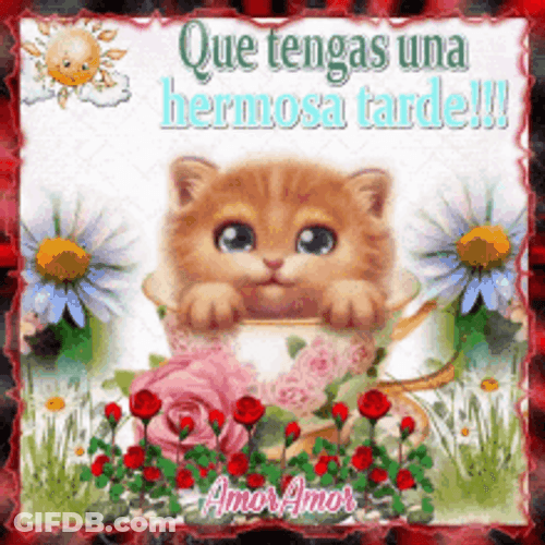 Animated Cute Cat Peeking Out Buenas Tardes GIF